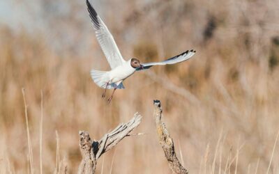 Mas de la Forge : séjour authentique entre Arles et la Camargue