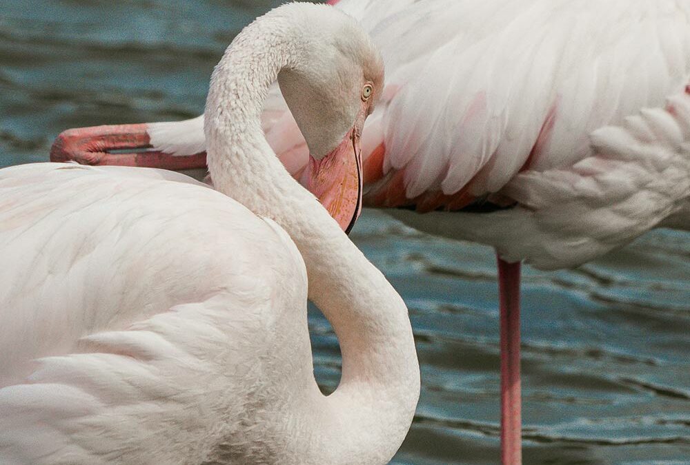 Chambre suite au Mas de la Forge : week-end romantique en Camargue